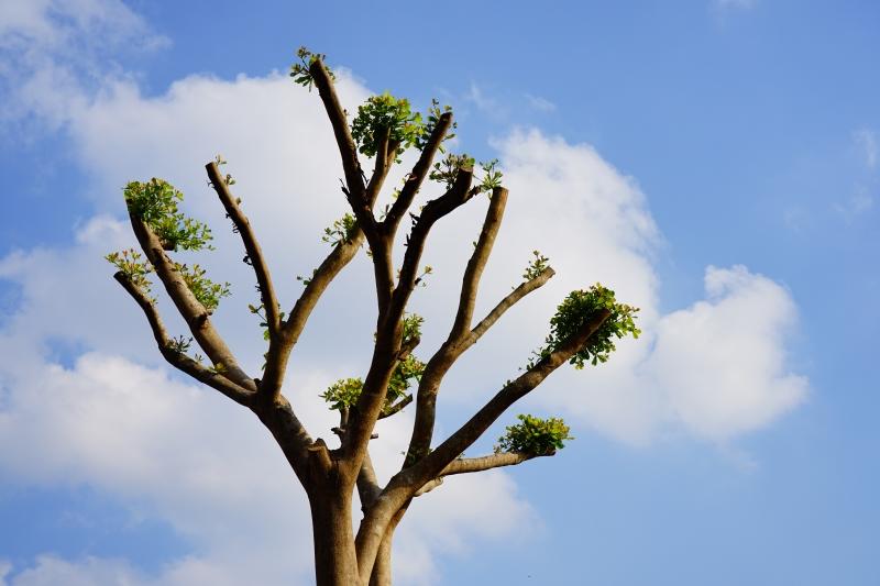 Why Is It Important Not to Over Prune a Tree? BrightView